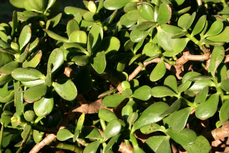 Healthy Evergreen Cuttings