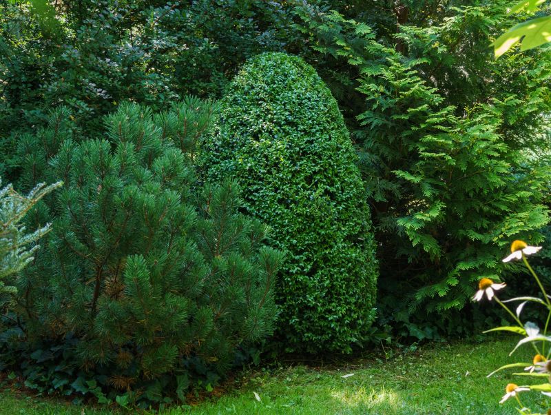 Evergreen Trees for Landscaping