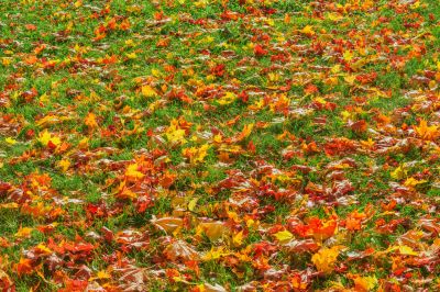 Clean Lawn in Autumn