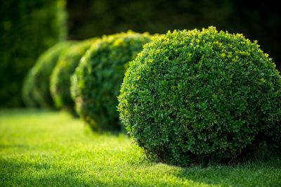 Trimmed Shrubs in Garden