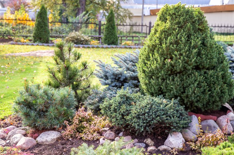 Healthy evergreen shrubs